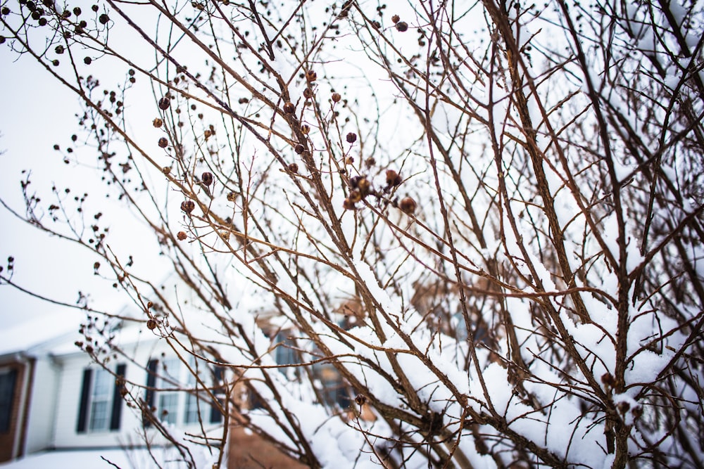 a bare tree in front of a house covered in snow