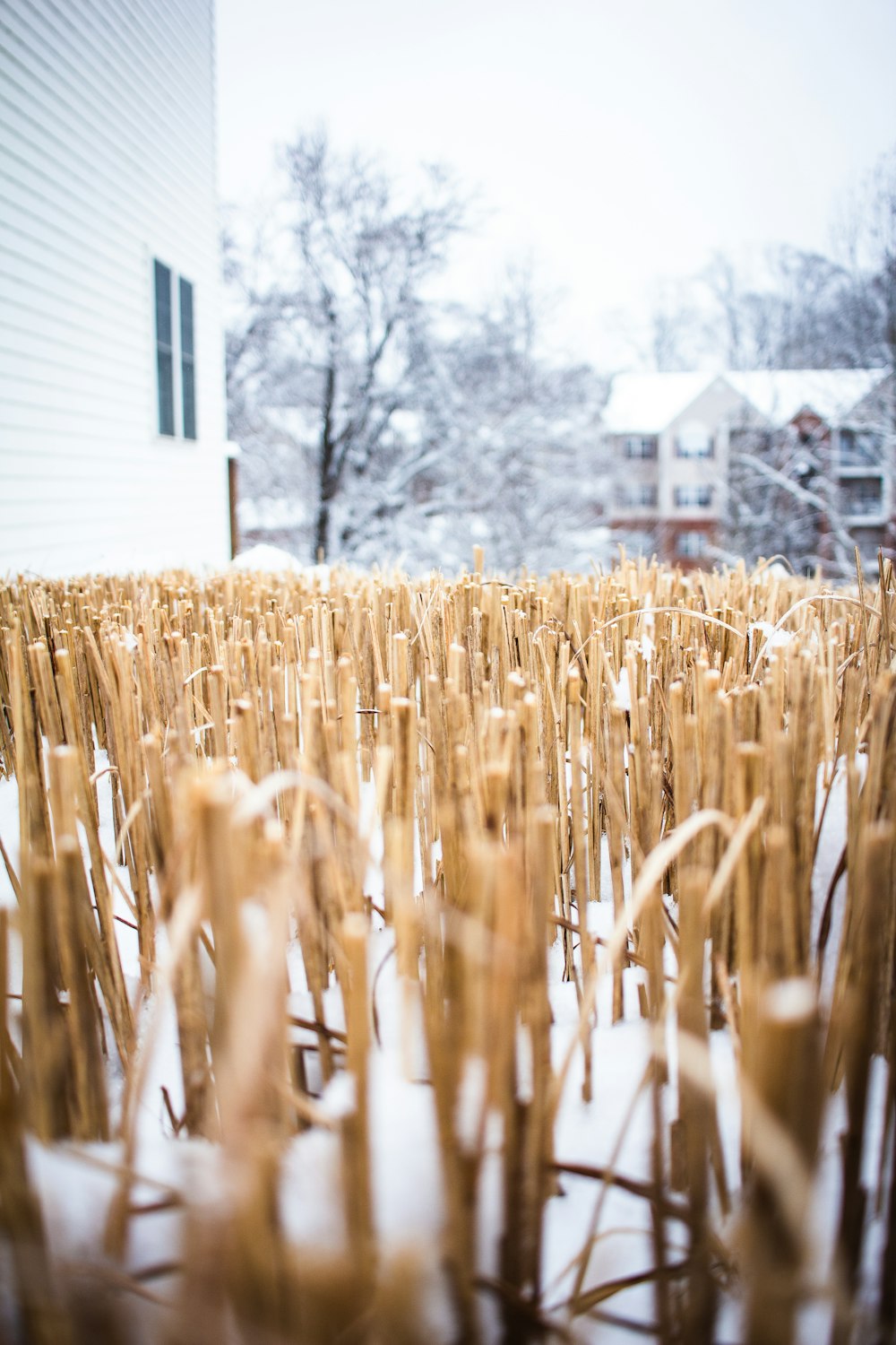 a field of wheat in front of a house