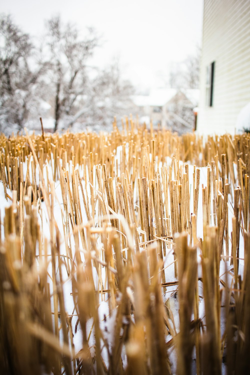 a close up of a field of wheat in the snow