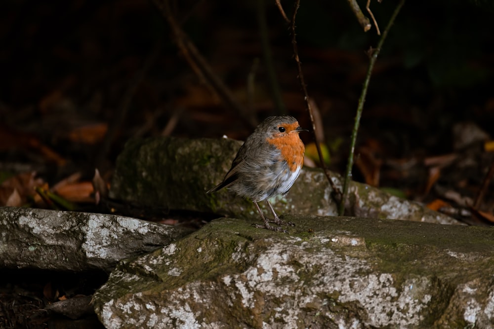 a small bird is standing on a rock