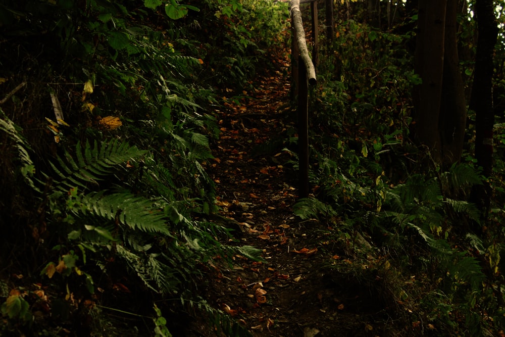 a path in the woods with lots of trees