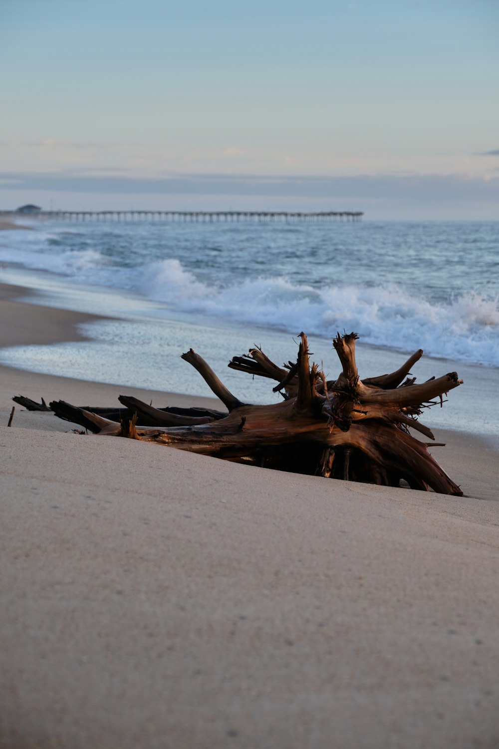 un bois flotté sur la plage avec des vagues qui arrivent