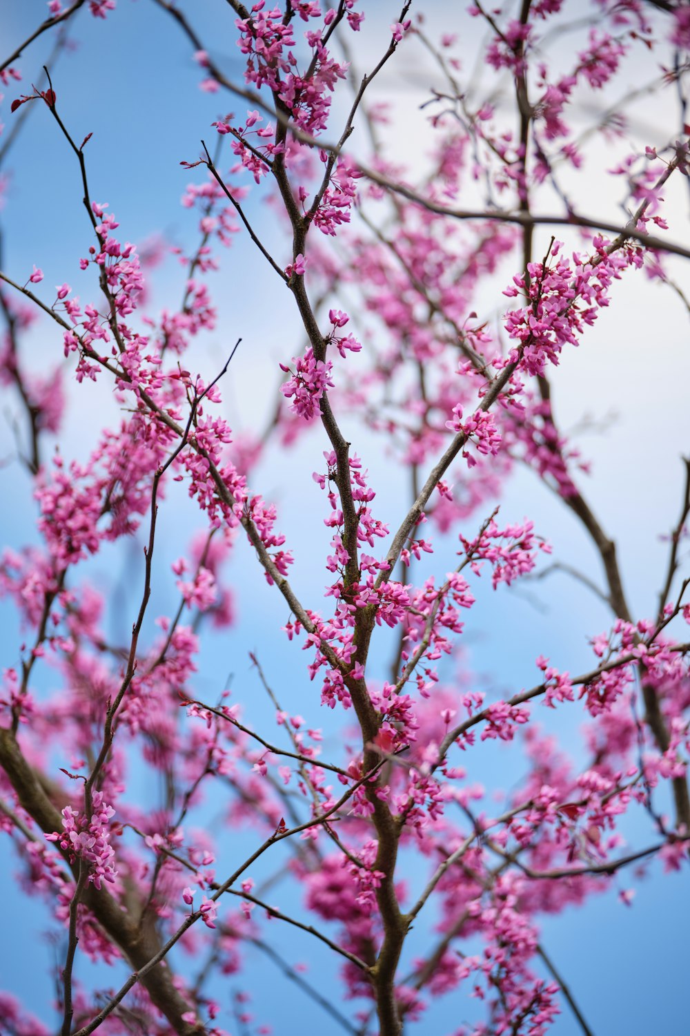 a tree with pink flowers in front of a blue sky