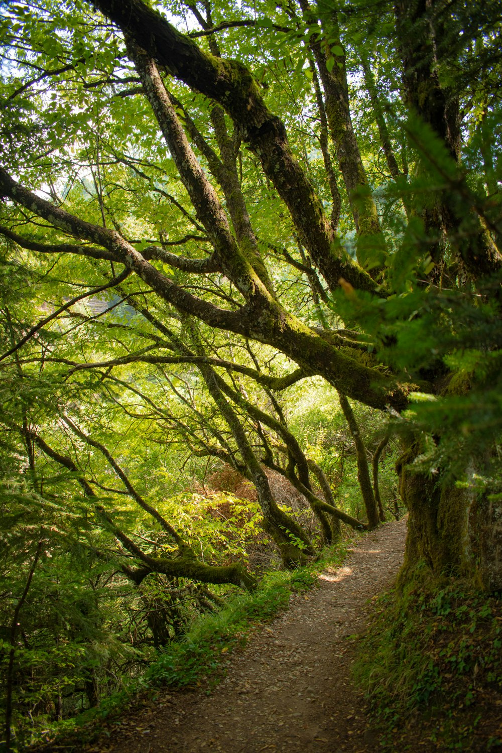 a path through a lush green forest filled with trees