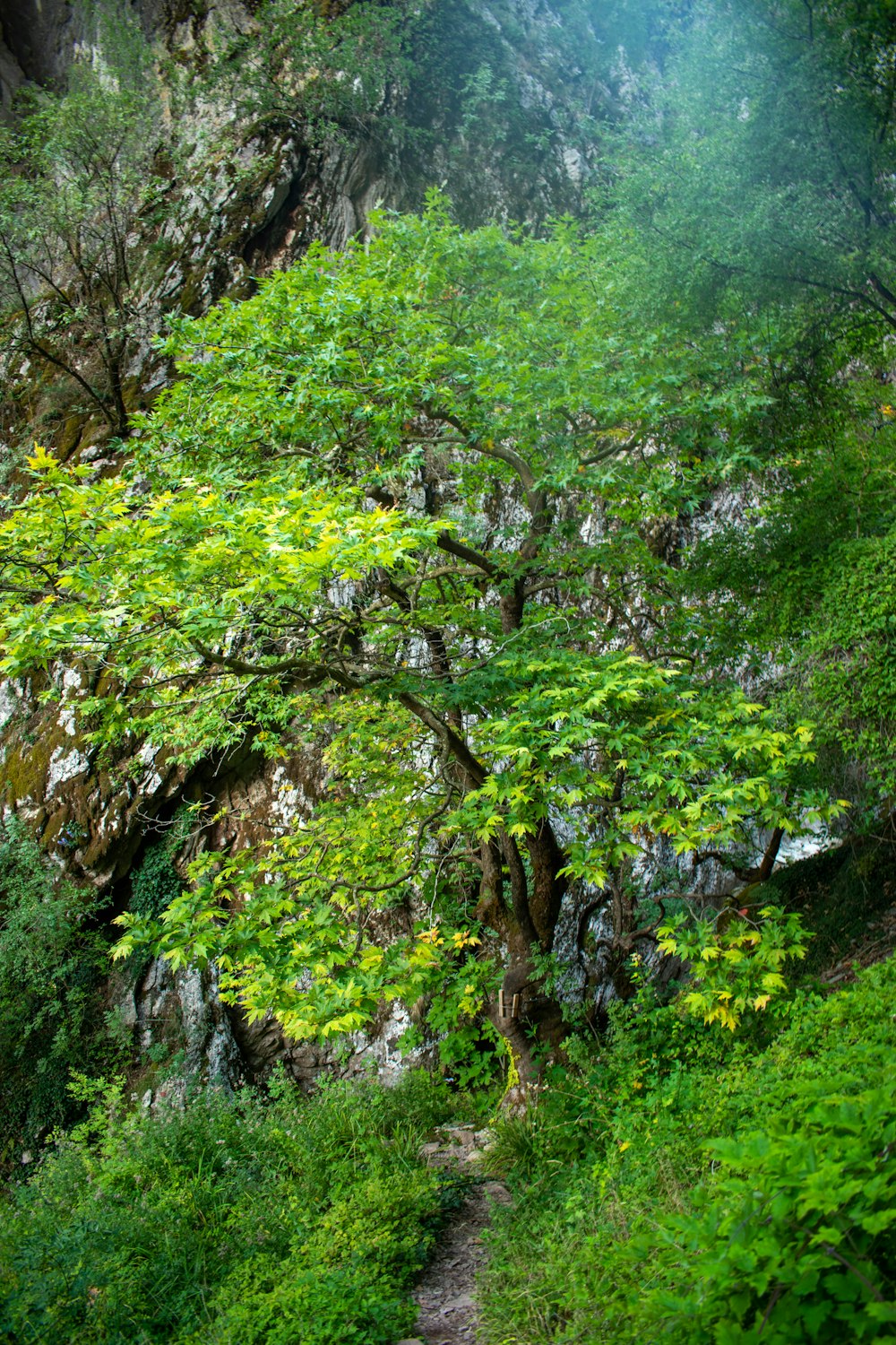 a path through a lush green forest filled with trees