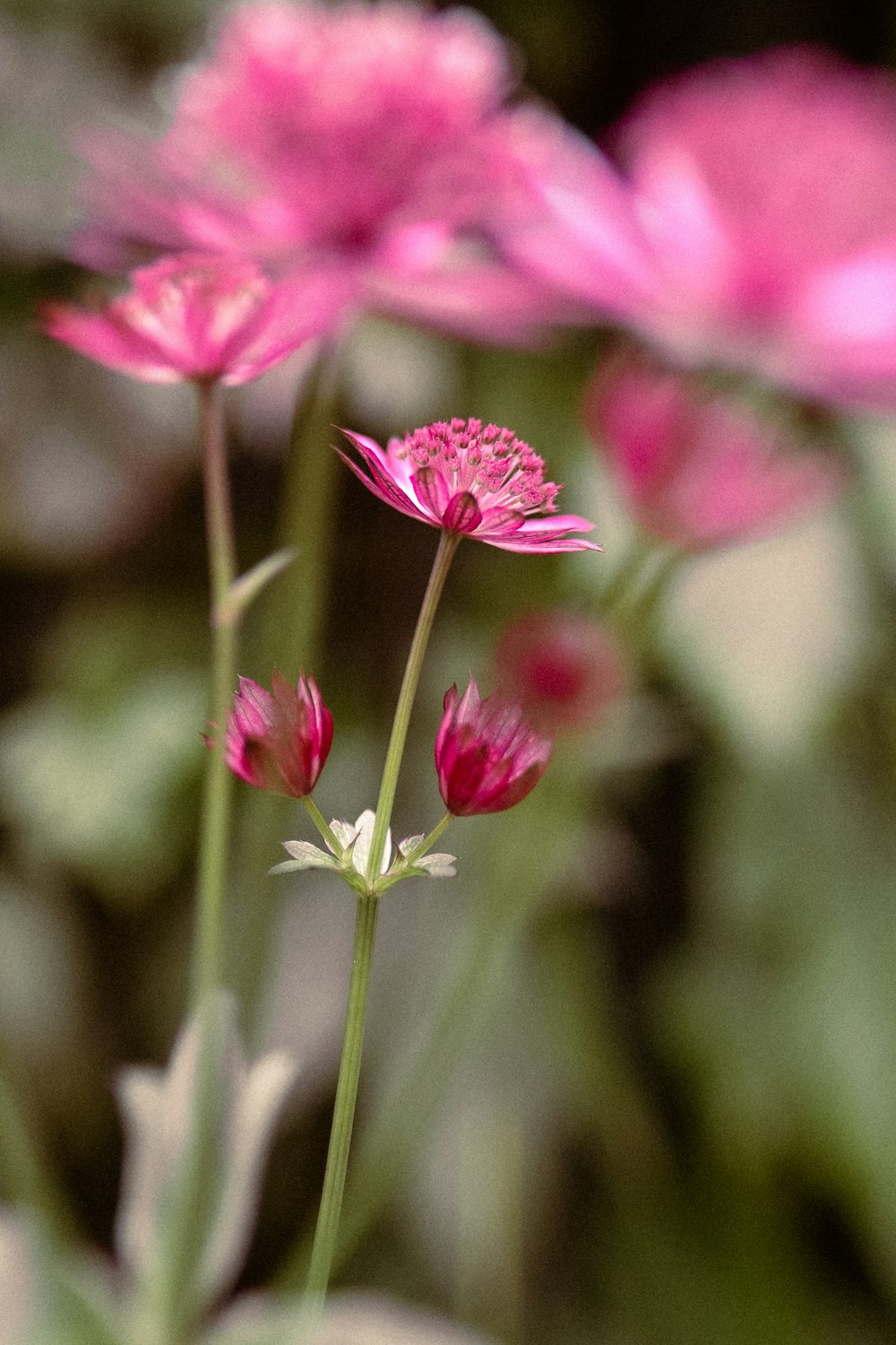 a close up of pink flowers in a field