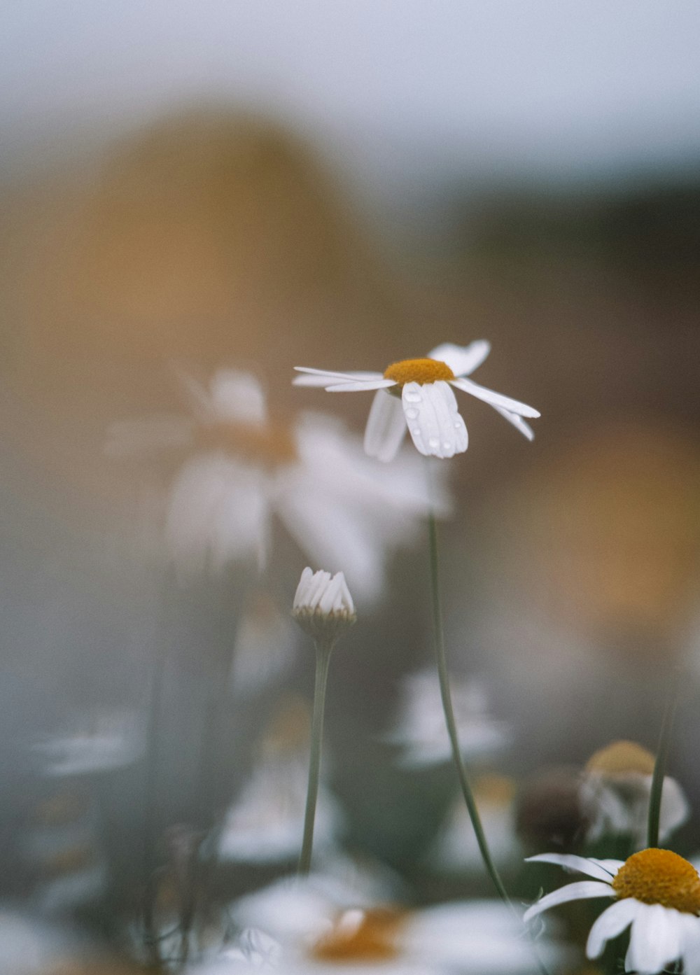 a close up of a bunch of flowers with a blurry background