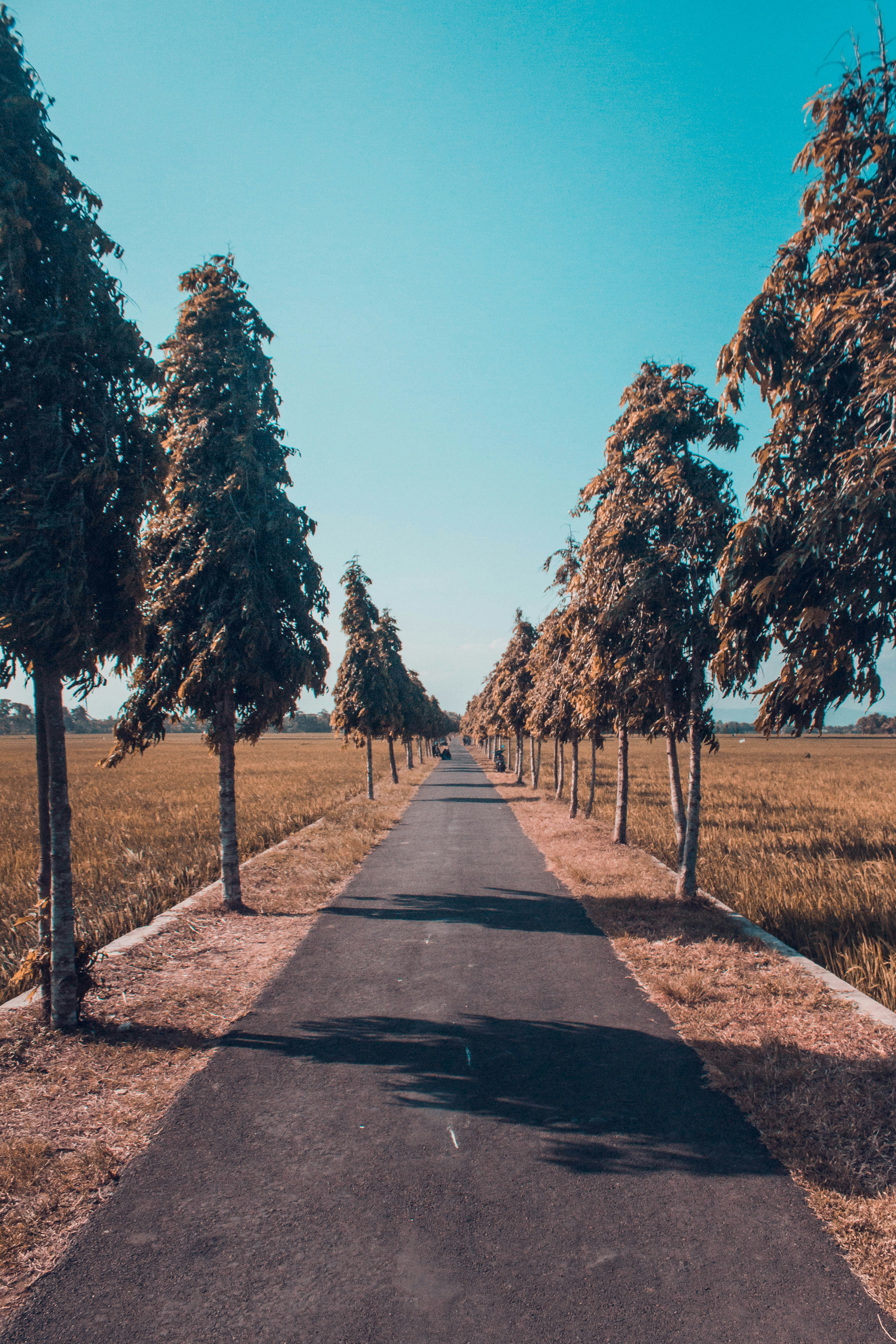 a road lined with trees on both sides of it