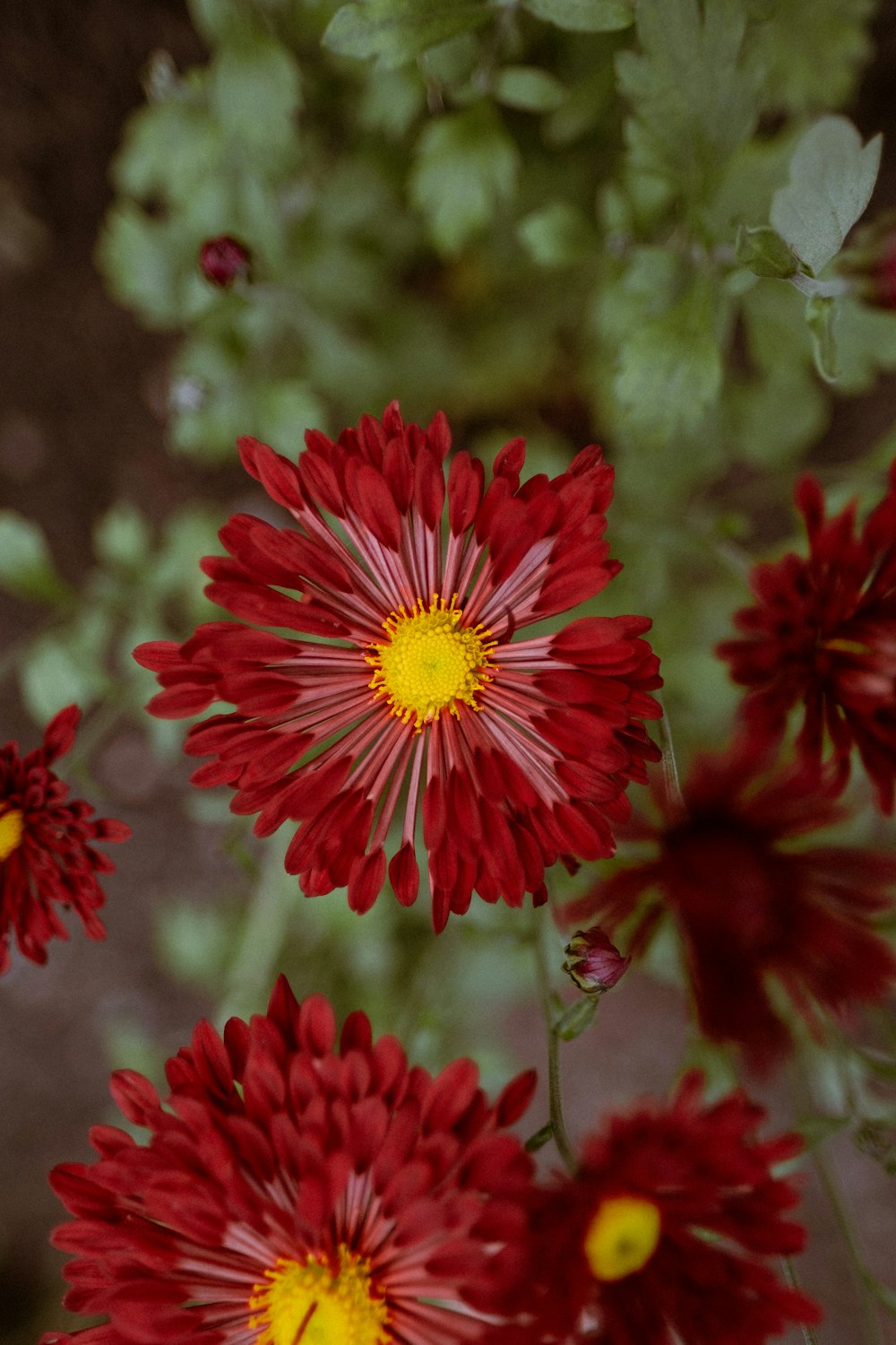 a bunch of red flowers with yellow centers