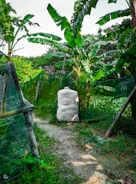 Organic fertilizer bags stacked neatly beside a thriving banana crop.