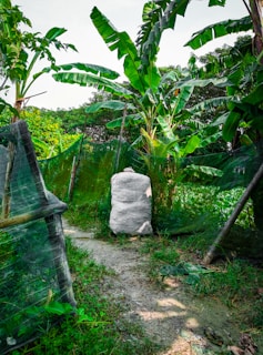 A large white sack stands upright on a dirt pathway surrounded by lush green banana plants. The area is enclosed by netting and wooden supports, creating a makeshift fence. The ground is covered in grass and patches of exposed soil, with sunlight filtering through the leaves.