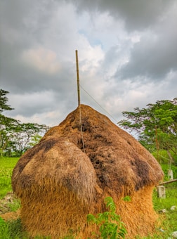A large stack of dried hay is piled up neatly in a rural outdoor setting. The haystack is tightly packed and held together with a pole and ropes. Surrounding the haystack, lush green grass and trees are visible, indicating a countryside environment. The sky is overcast, with thick clouds hinting at approaching rain.