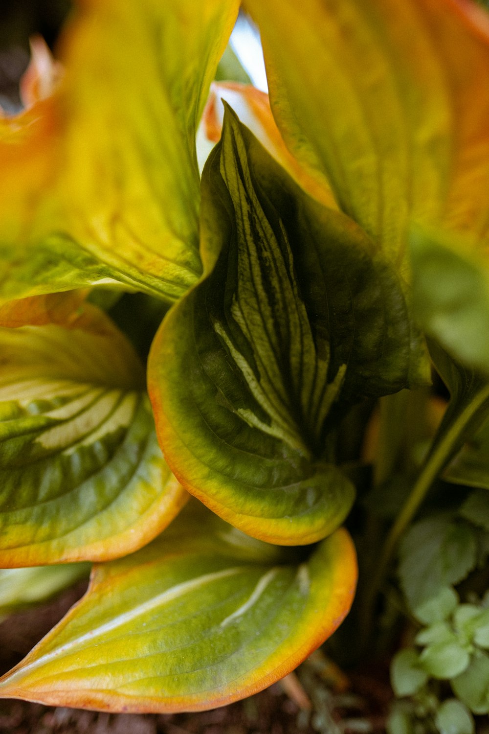 a close up of a green and yellow plant