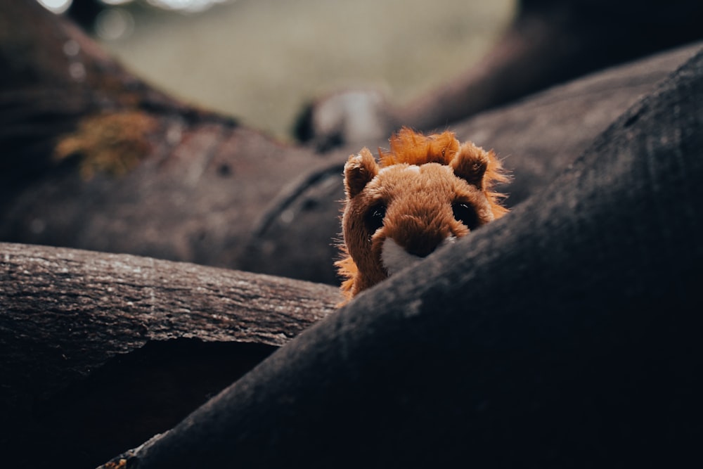a stuffed animal is peeking out from behind a log