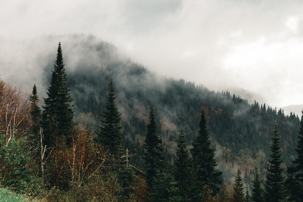 a group of trees that are standing in the grass