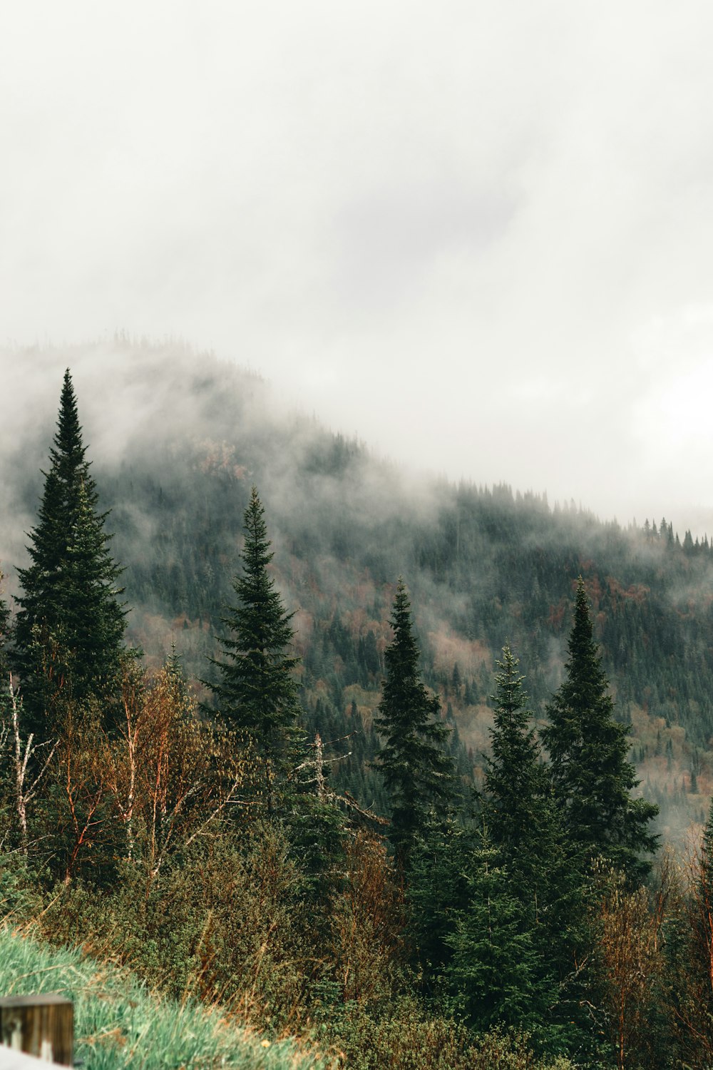 a foggy mountain with trees and a bench in the foreground