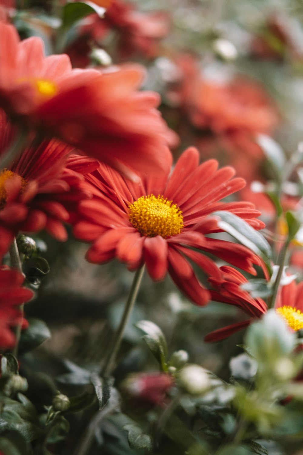 a bunch of red flowers with yellow centers