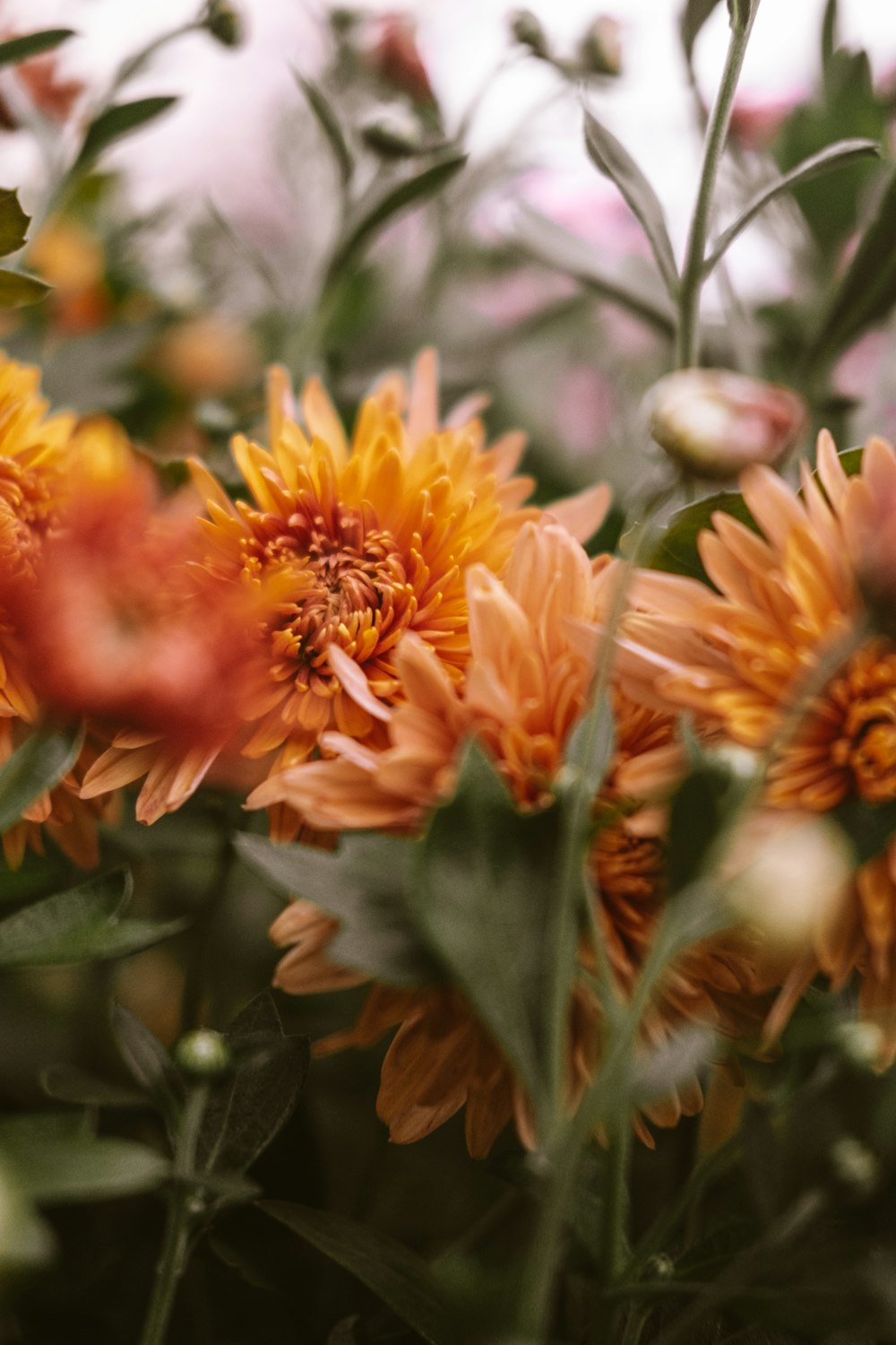 Eine Nahaufnahme eines Straußes orangefarbener Blumen