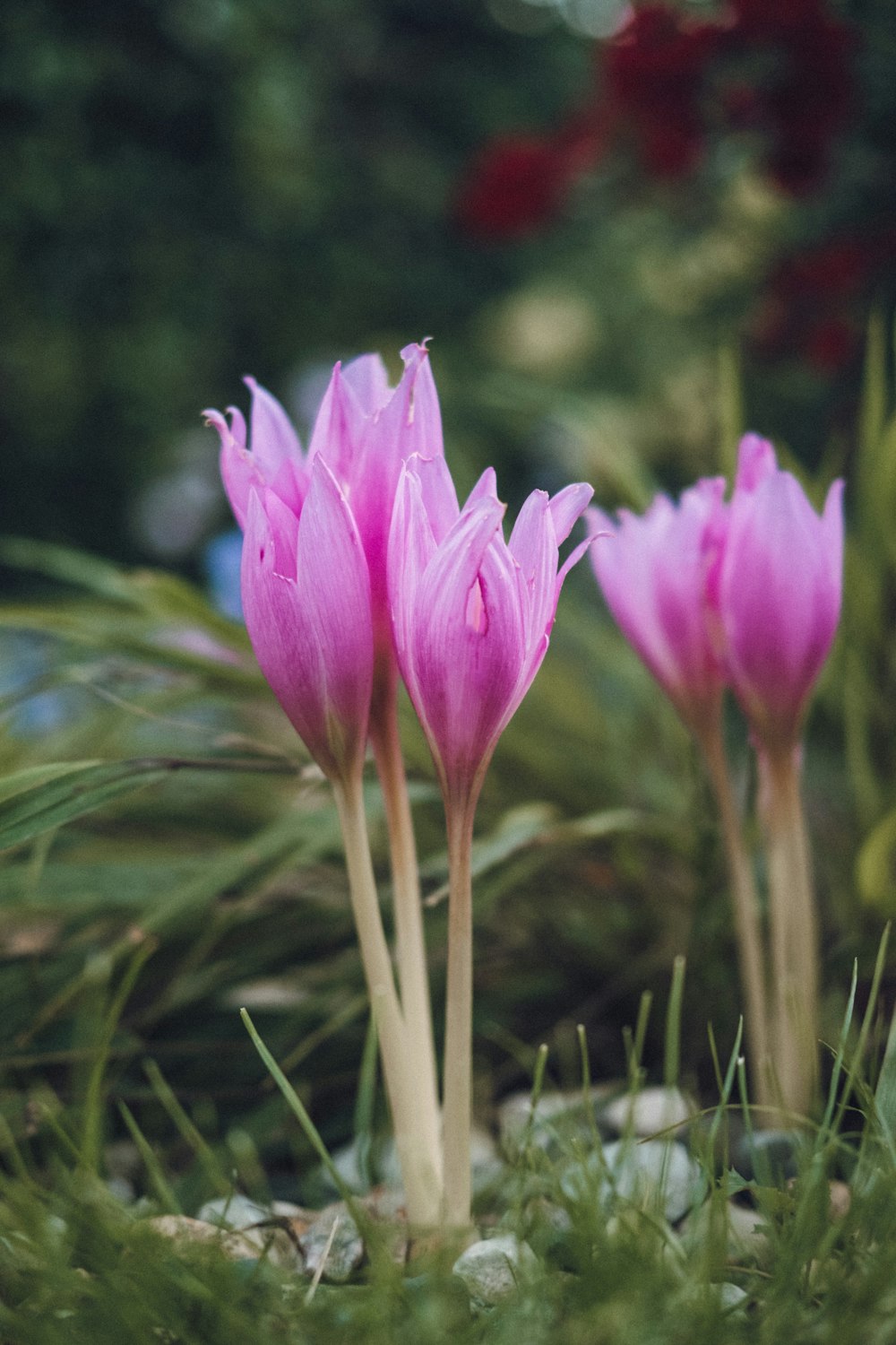 a group of pink flowers sitting on top of a lush green field