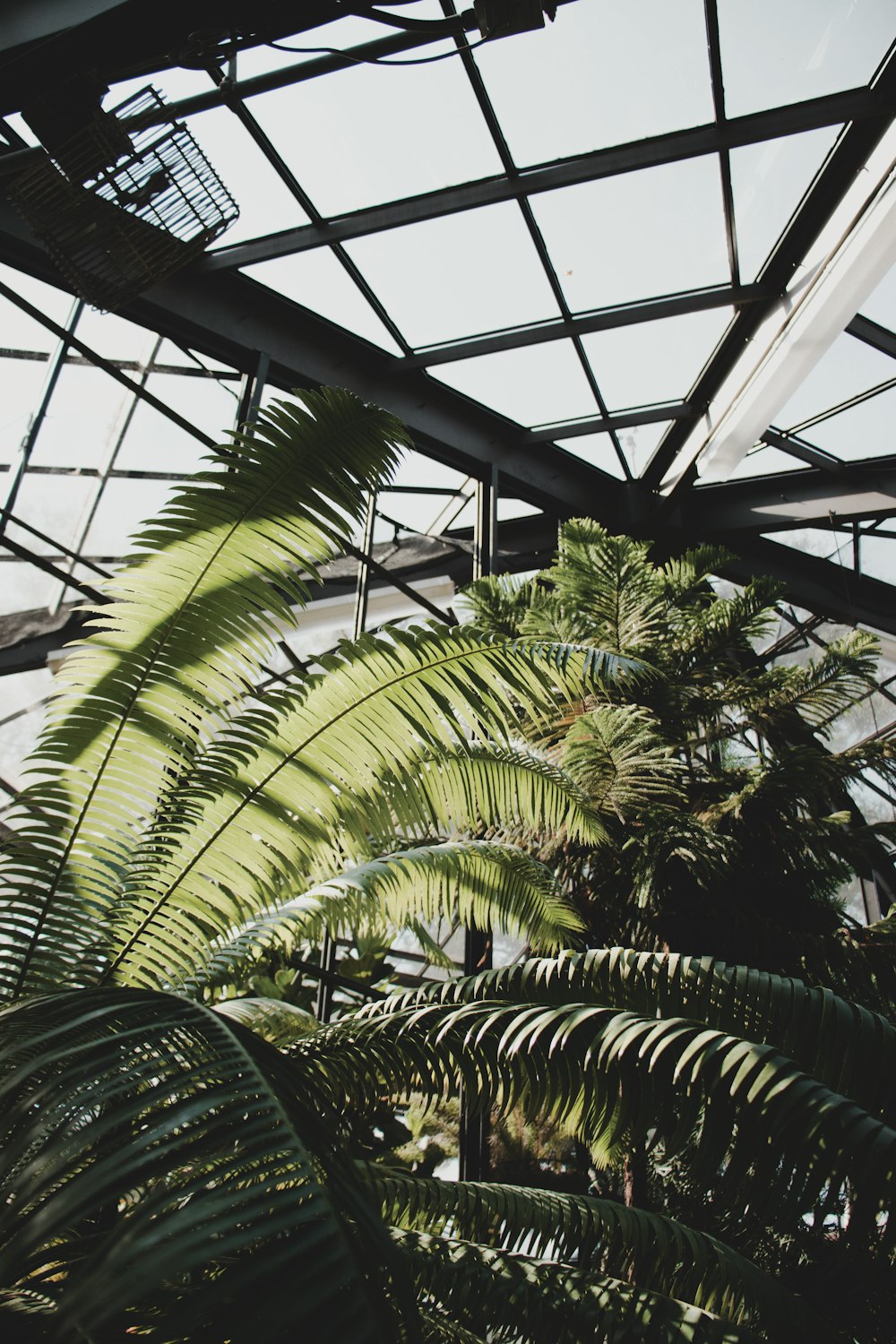 a view of a palm tree in a greenhouse