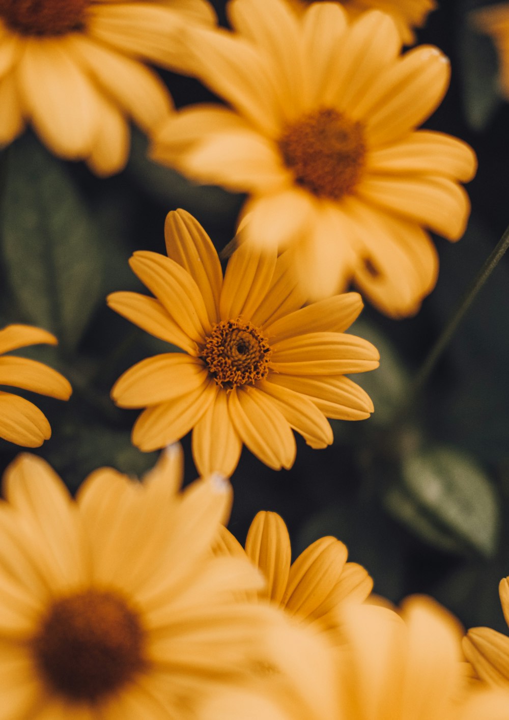 a bunch of yellow flowers with green leaves