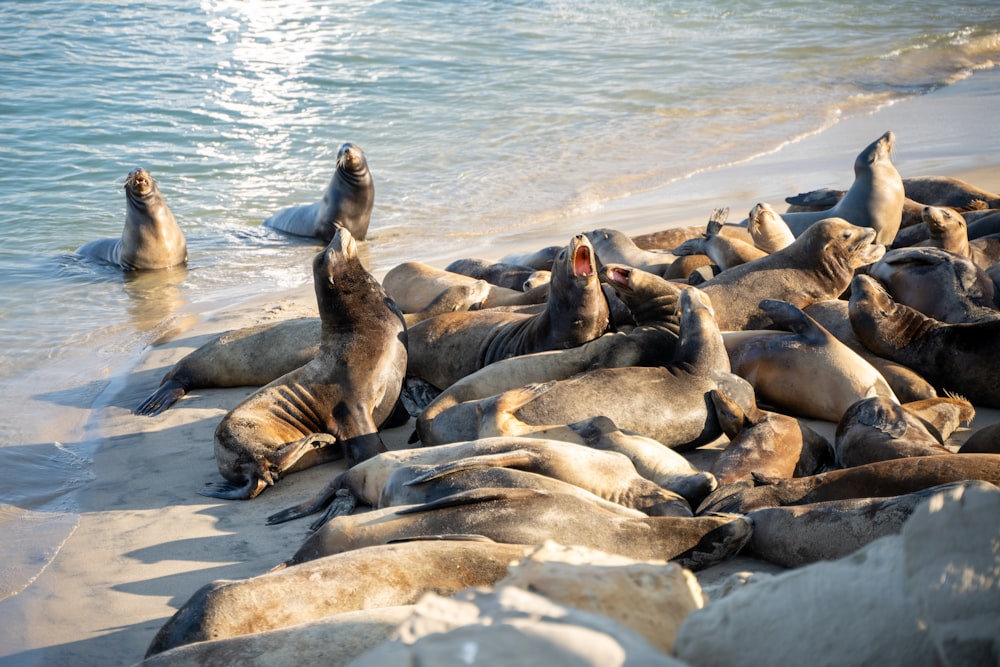 un número de leones marinos en una playa cerca de un cuerpo de agua