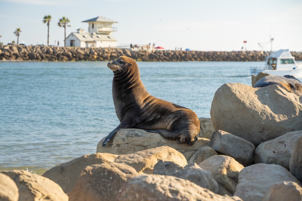 a seal sitting on top of a rock next to a body of water