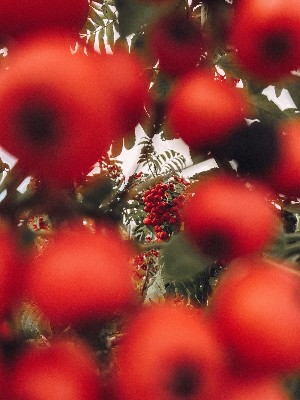 a bunch of red berries hanging from a tree