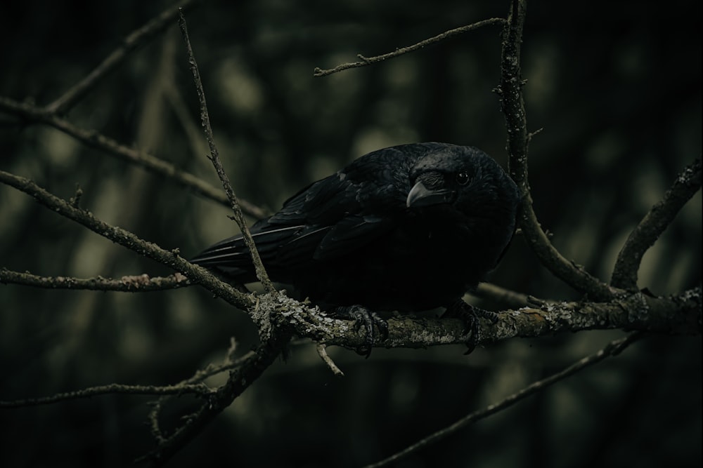 a black bird sitting on a tree branch