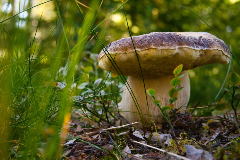 a mushroom sitting on the ground in the grass