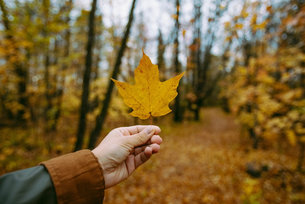 a person holding a yellow leaf in a forest