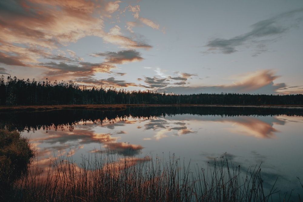 a body of water surrounded by a forest