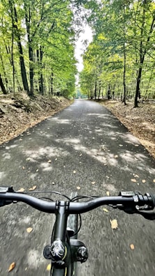 A scenic view of a bicycle path lined with trees.