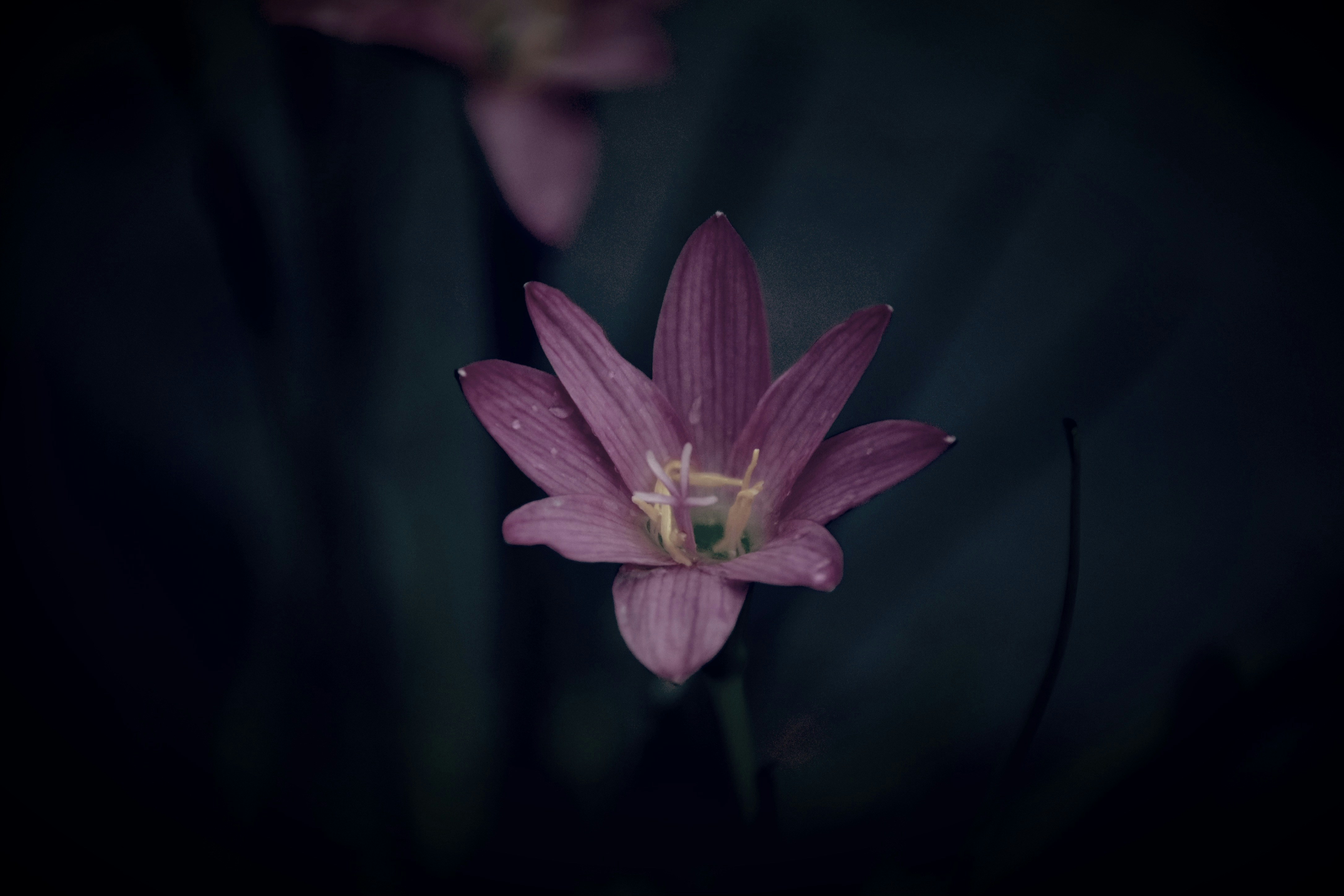 Photo by ankita_clicks