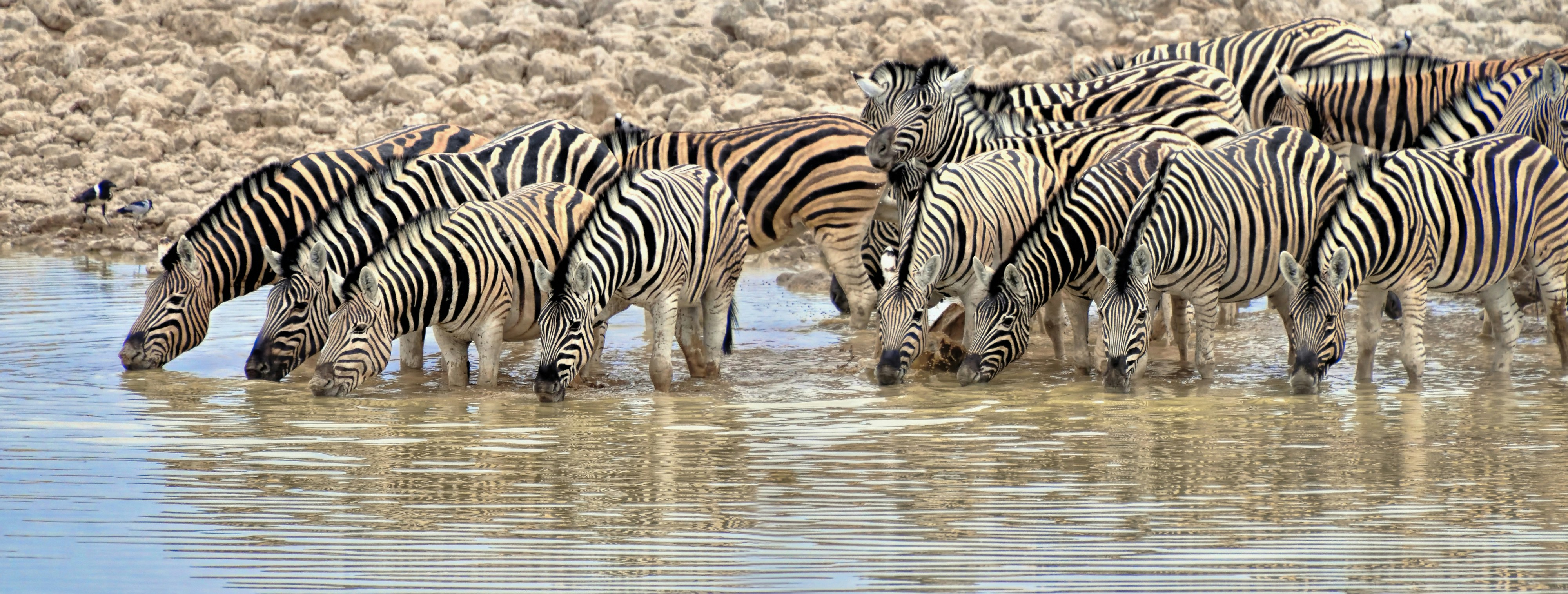 a herd of zebra standing next to each other in a body of water
