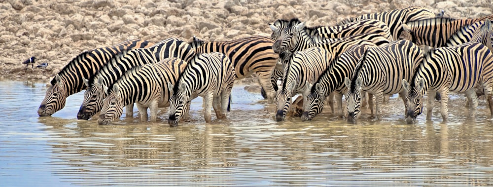 a herd of zebra standing next to each other in a body of water