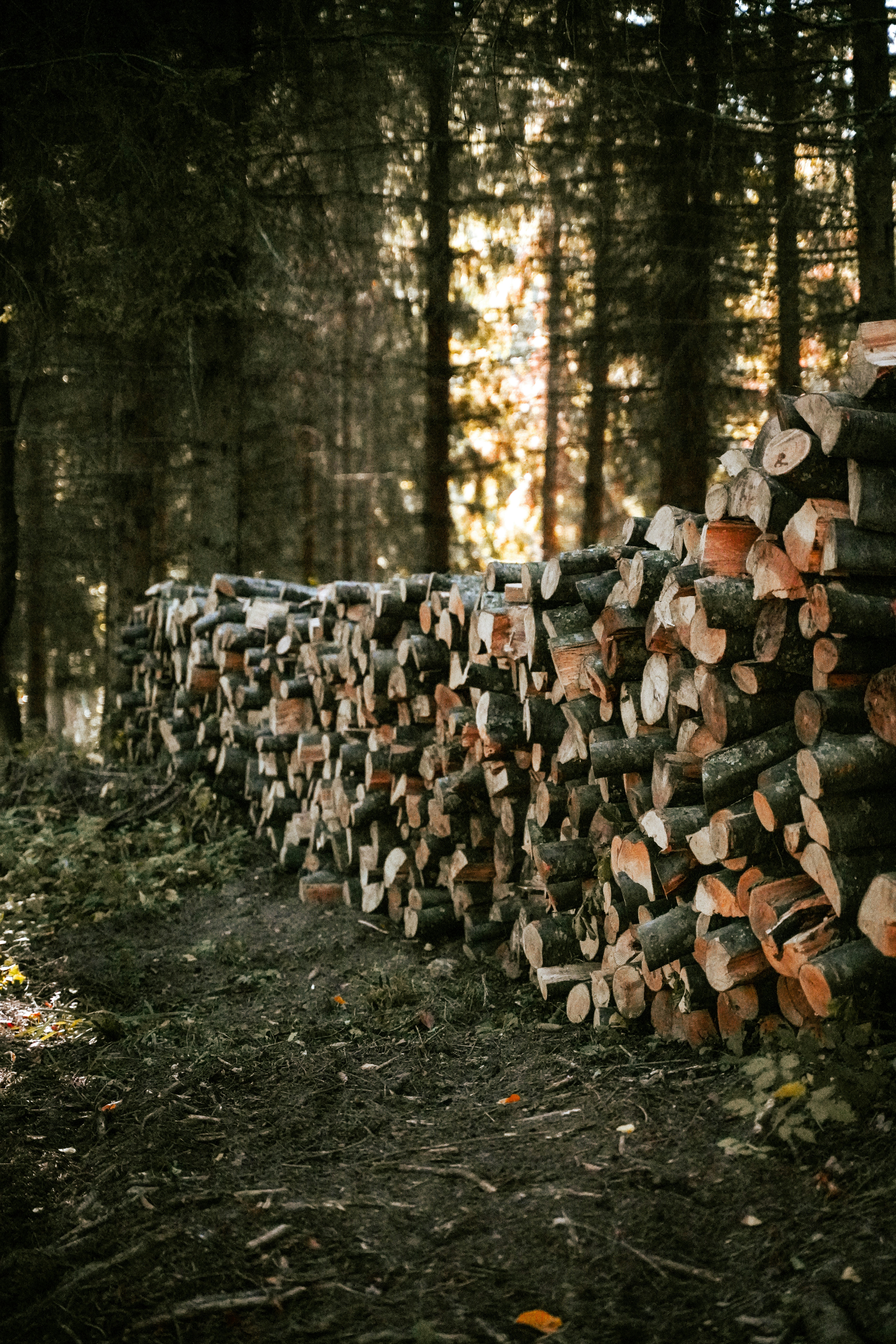 Photo by djordjevukojicic
