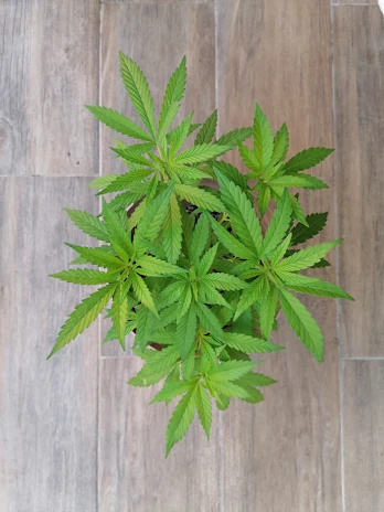 An overhead shot of lush green cannabis plants growing in neat pots, showcasing their vibrant leaves.