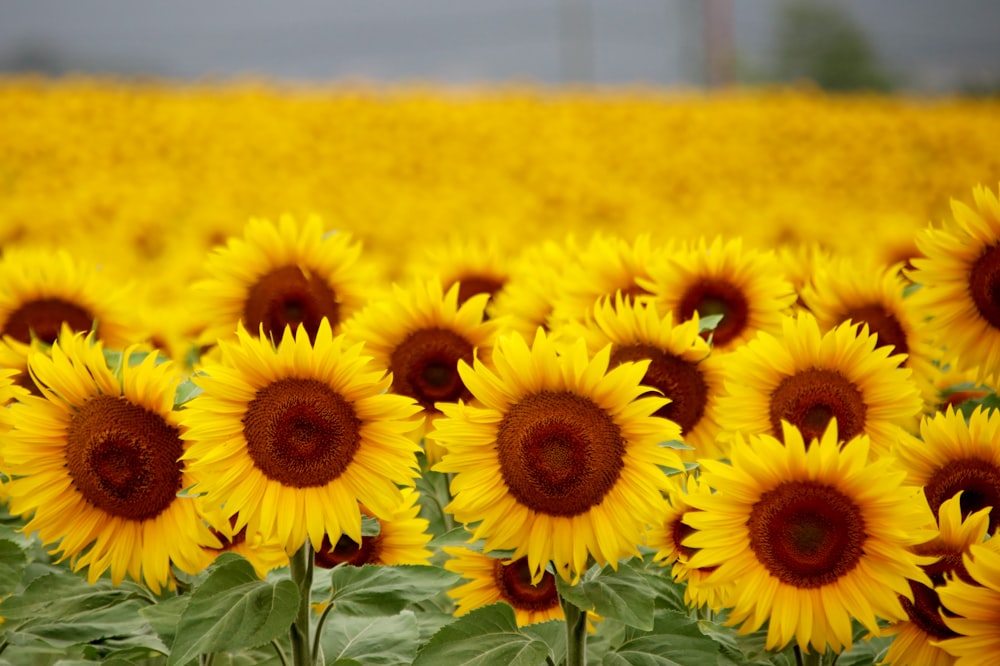 a large field of sunflowers in the middle of a field