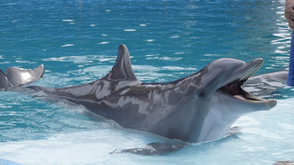 a couple of dolphins playing in the water