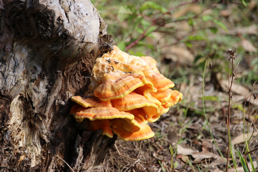 a cluster of orange mushrooms growing on a tree stump