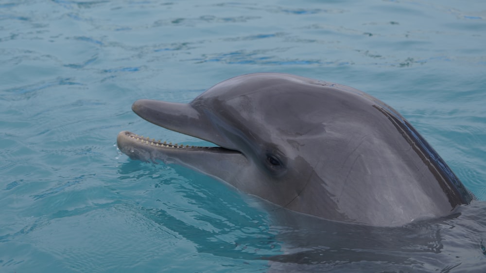 a dolphin swimming in the water with its mouth open