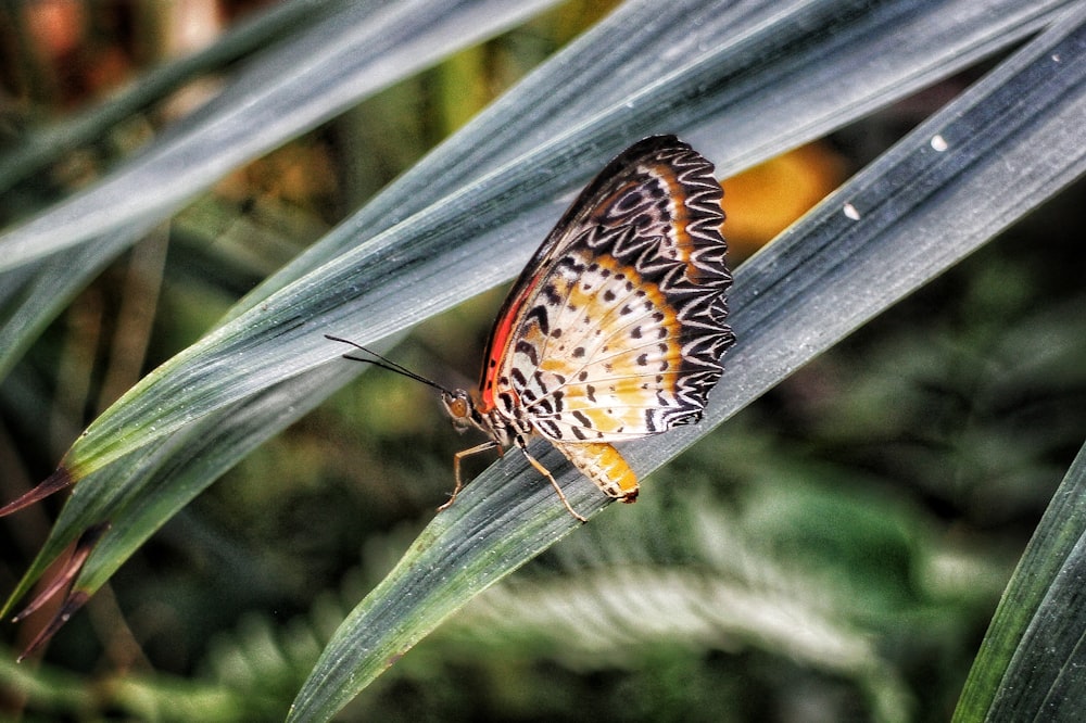 a butterfly sitting on top of a green leaf