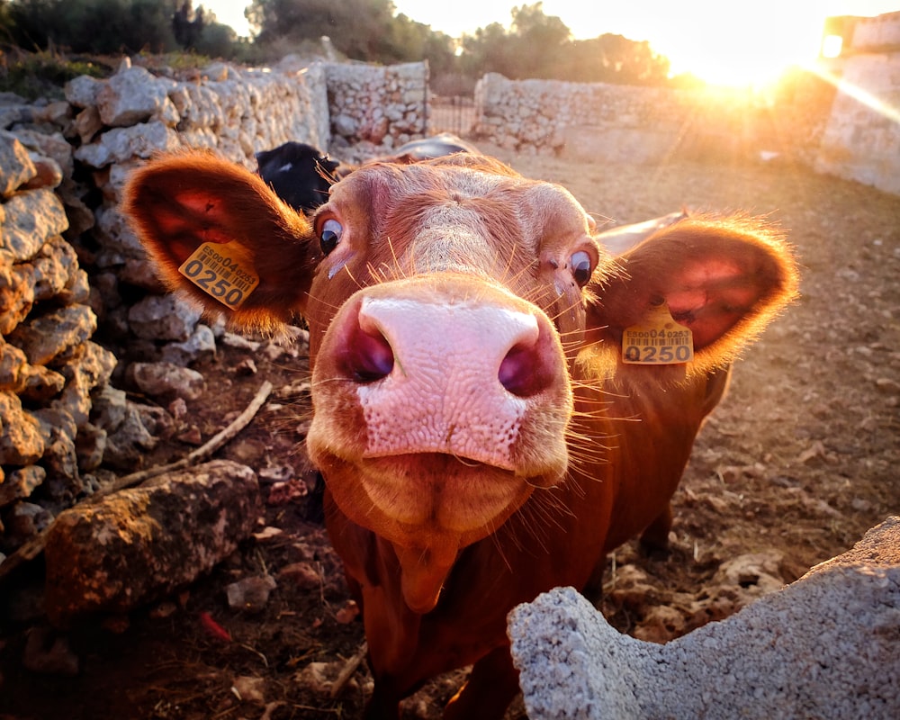 uma vaca marrom de pé ao lado de uma parede de pedra