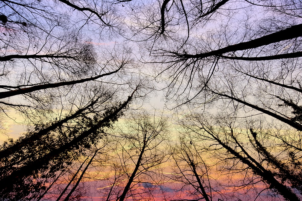 looking up at the sky through the branches of trees