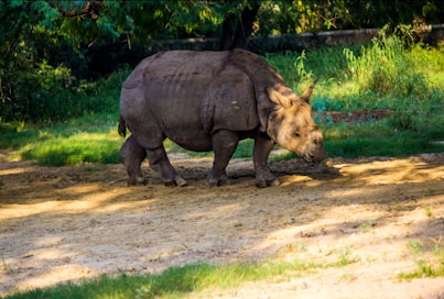 a rhinoceros walking in the shade of a tree