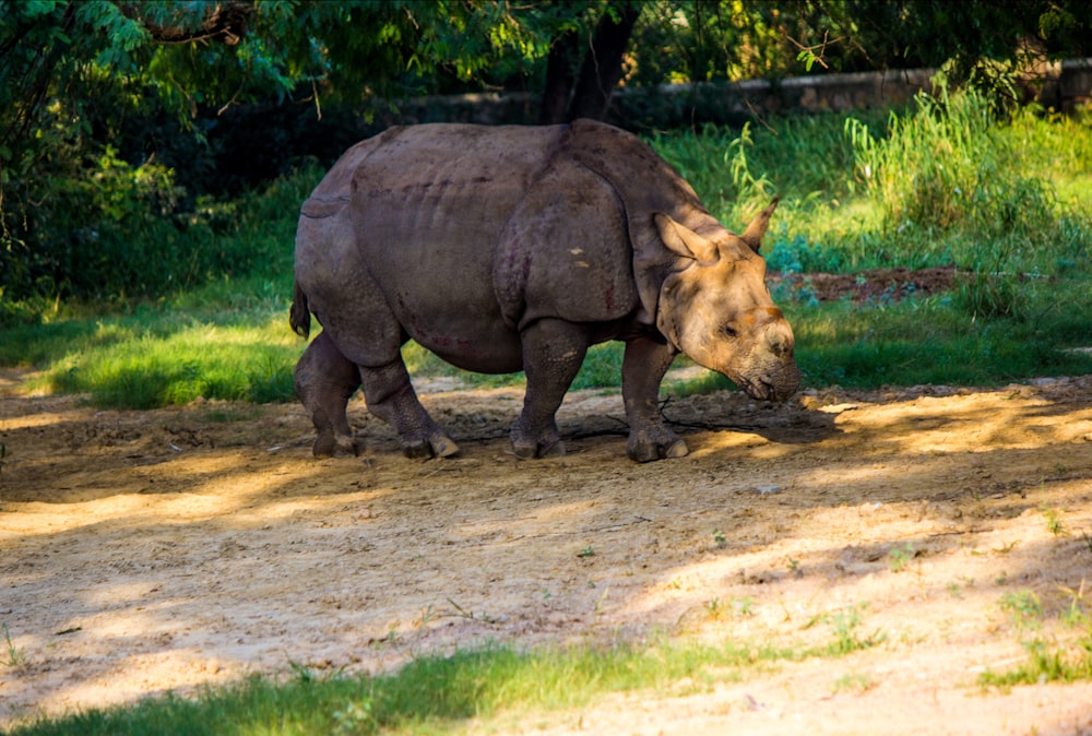 a rhinoceros walking in the shade of a tree