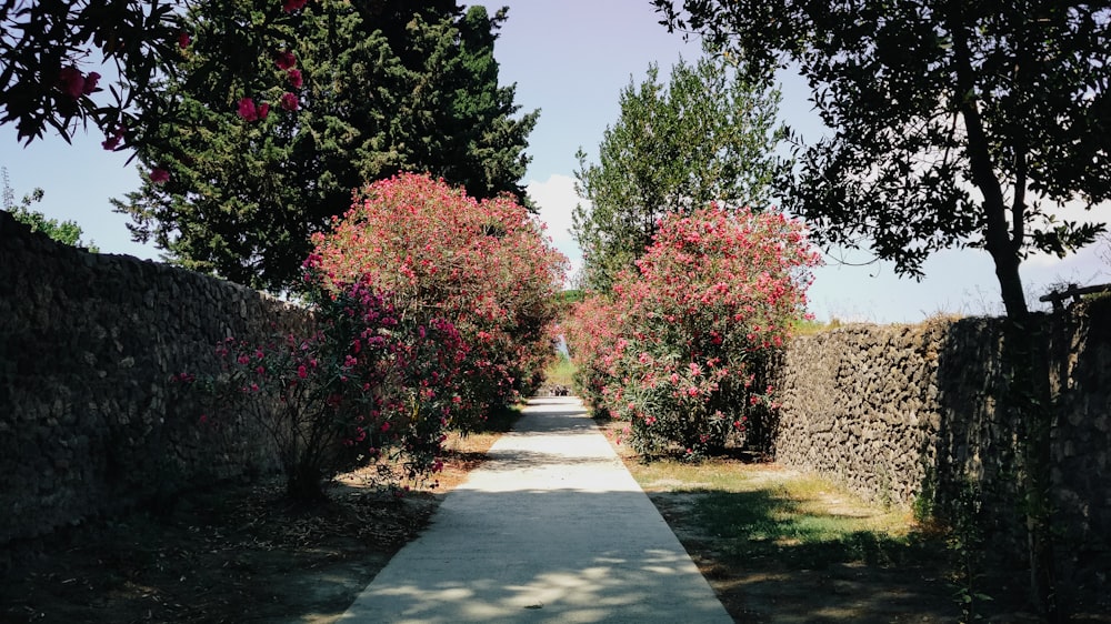 a pathway lined with trees and flowers next to a stone wall