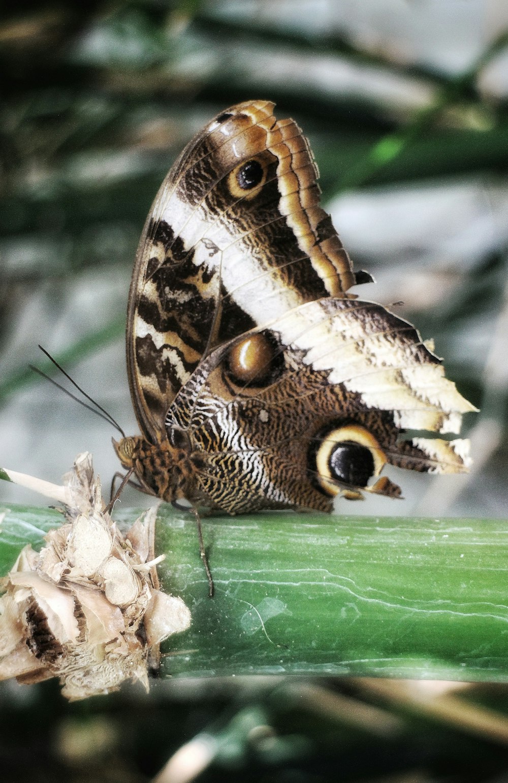 a close up of a butterfly on a plant