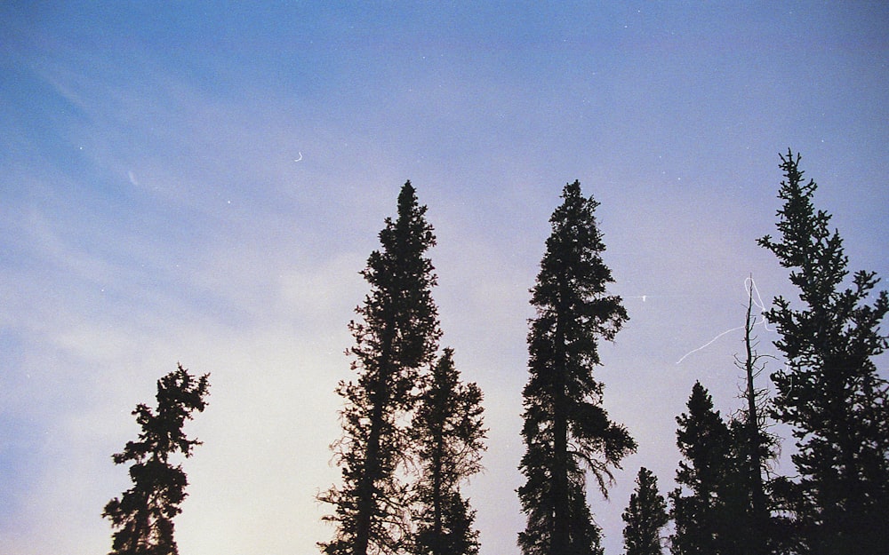 a group of trees with a sky background